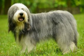 old-english-sheepdog-aparencia